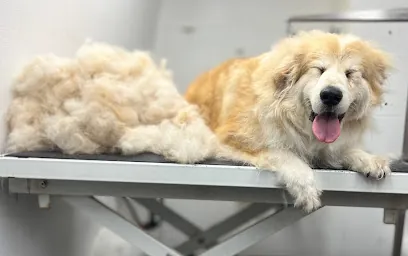 Paws and Relax Mobile Grooming — photo from their website