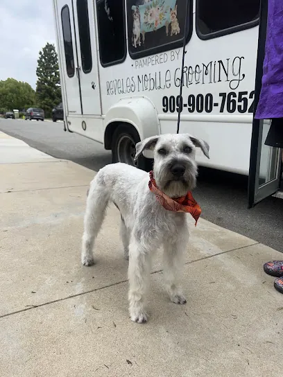 Pampered With Love mobile grooming — photo from their website