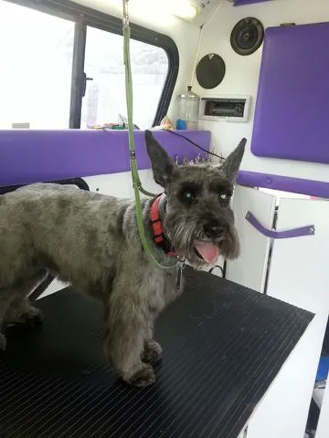 Crazy Cats Dirty Dogs Mobile Pet Grooming — photo from their website
