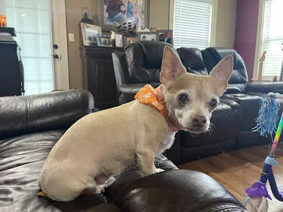 Zoom and Groom Mobile Pet Spa — photo from their website