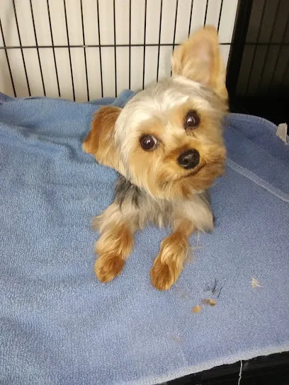 SudzyPets Mobile Grooming — photo from their website