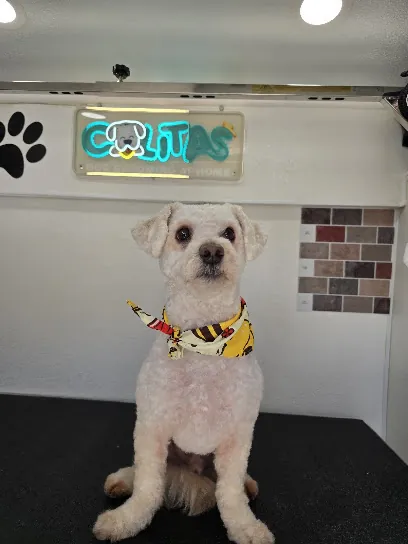 Colitas Dog Grooming at Home — photo from their website