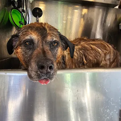 DaniKuts Mobile Pet Salon — photo from their website