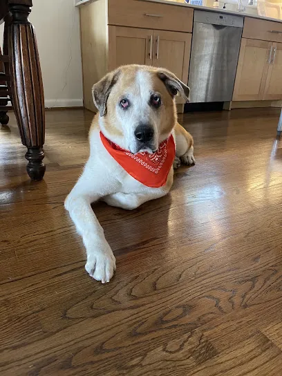 Texas Best Mobile Pet Grooming - East Dallas — photo from their website