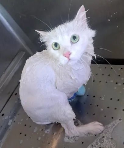 Divine Feline Mobile Grooming — photo from their website