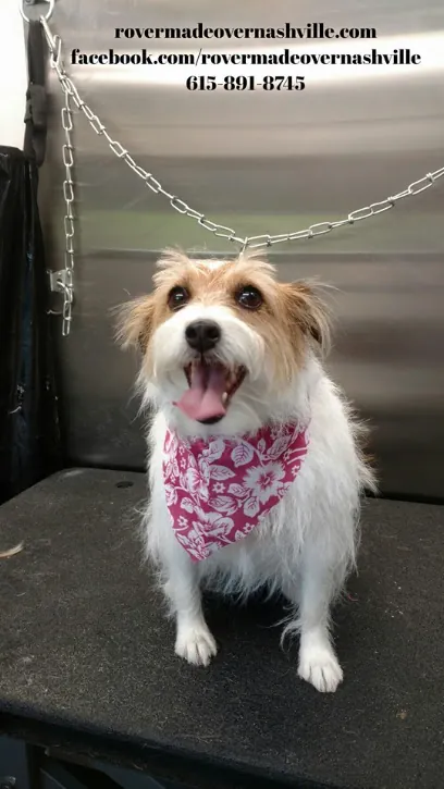Rover Made Over - Mobile Pet Grooming Franklin, Brentwood, Belle Meade, 12 South, East Nashville — photo from their website