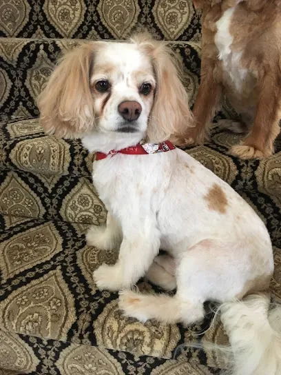 At Home Pet Grooming Services LlC — photo from their website
