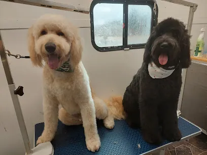 Blue Ribbon Mobile Dog Grooming — photo from their website