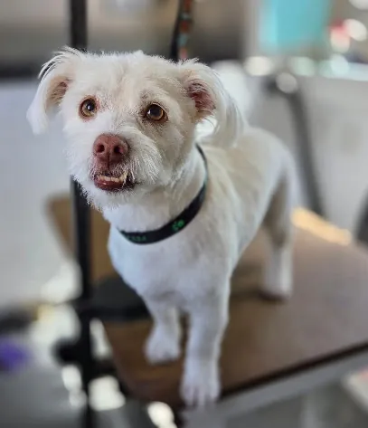 Victoria's Mobile Pet Spa — photo from their website