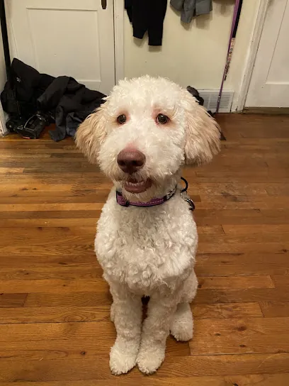 Aunt Bea's In Home Grooming LLC — photo from their website