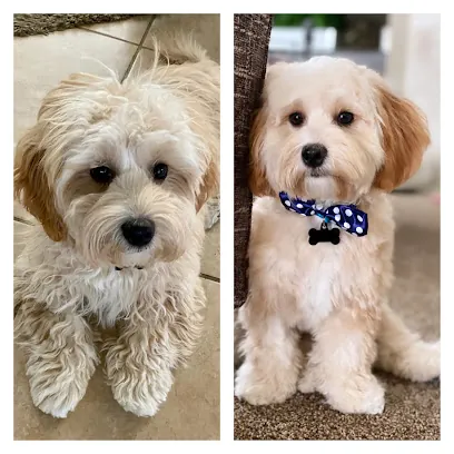 Furry Critters Mobile Grooming Salon — photo from their website