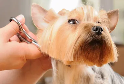 K-9 Express Mobile Dog Grooming — photo from their website