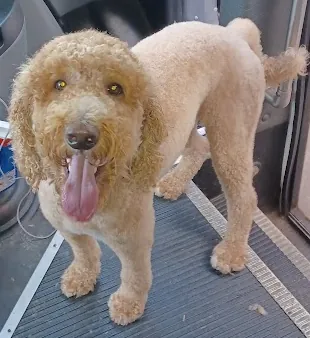 PetStreet Mobile Grooming — photo from their website