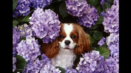 The Roamin' Bath Mobile Pet Grooming — photo from their website
