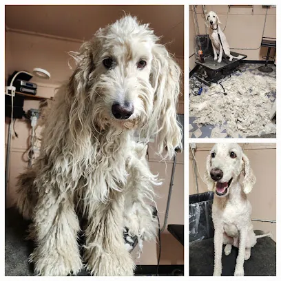 Michelle's Mobile Grooming — photo from their website