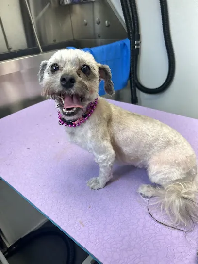 Fur Babies Paw Spa, Mobile Pet Salon — photo from their website