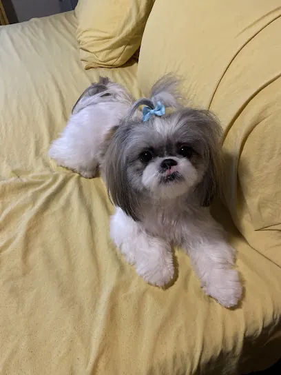 1 Stop Pet Spaw-Mobile Pet Grooming — photo from their website