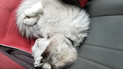 Happy at Home Mobile Grooming — photo from their website