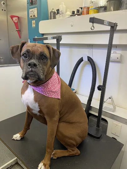 A Classy K9 Mobile Pet Grooming — photo from their website