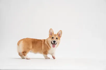 Littleton Mobile Pet Grooming — photo from their website