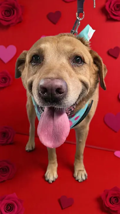 Dirty Paws Mobile Dog Grooming LLC — photo from their website