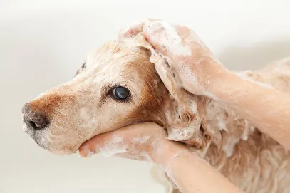 Dapper Doodle Mobile Dog Grooming — photo from their website