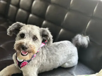 Shine mobile Grooming — photo from their website