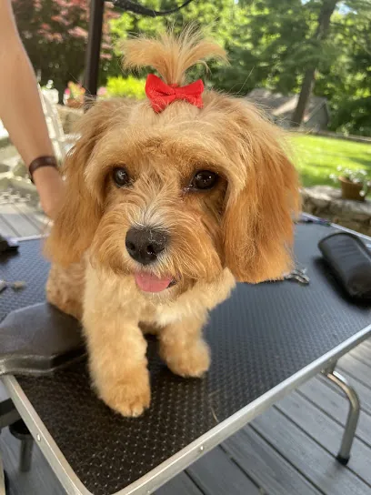 Wandering Paws Mobile Grooming — photo from their website