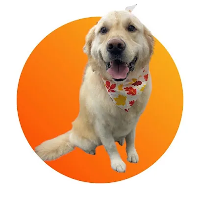 The Spaw Mobile Grooming — photo from their website
