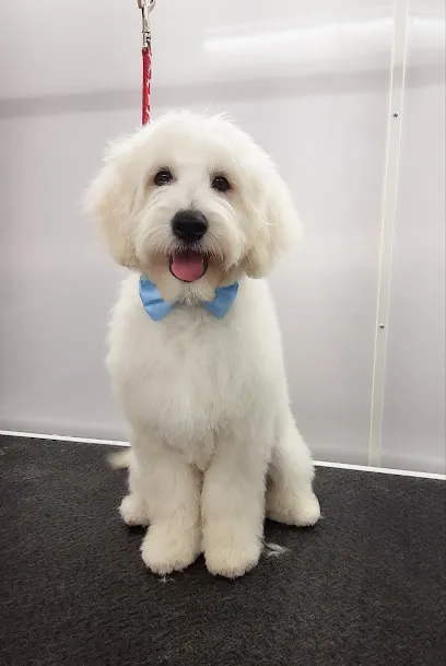 Swags Mobile Pet Spa | Geist — photo from their website
