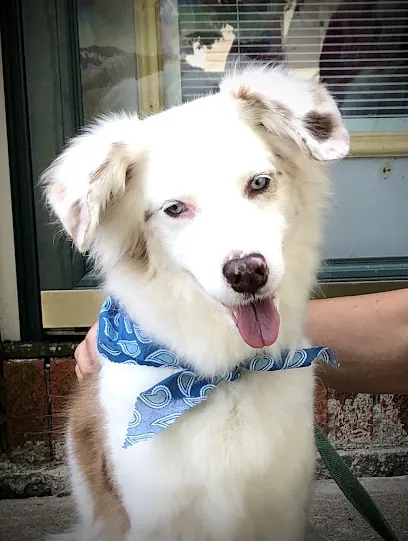 Goin' To The Dogs Mobile Dog Grooming — photo from their website