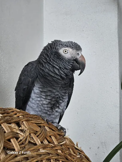 Birds' Beak & Beyond Mobile Bird/ Cat/ Dog/ Exotic Grooming, Consulting, Sitting, Behavioral, Transport, and Kennel Cleaning. — photo from their website
