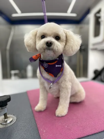 All Paws Grooming KC (mobile) — photo from their website