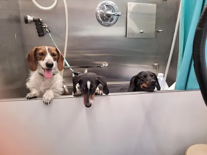 Splash Mobile Grooming LLC — photo from their website