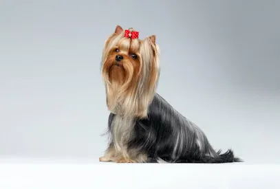 Barking Dogs Mobile Grooming — photo from their website