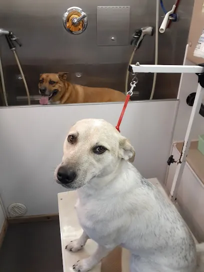For Paws Only - Mobile Dog Grooming — photo from their website
