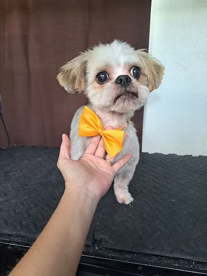 Above All Mobile Grooming by: Dawn — photo from their website