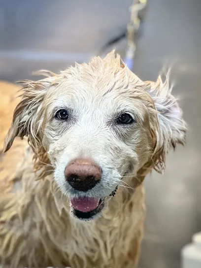 A Mobile Grooming Pet Salon — photo from their website