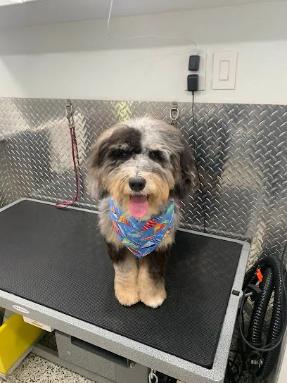 Your Mobile Pet Grooming Coral Springs — photo from their website