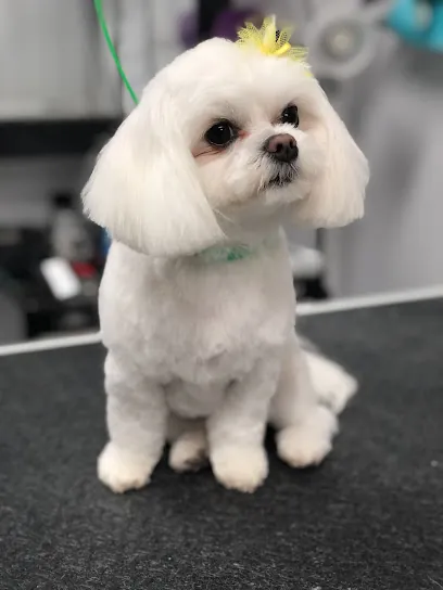 Collar & Comb Mobile Grooming — photo from their website