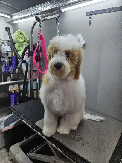 Hello Gorgeous Mobile Dog Spa llc — photo from their website