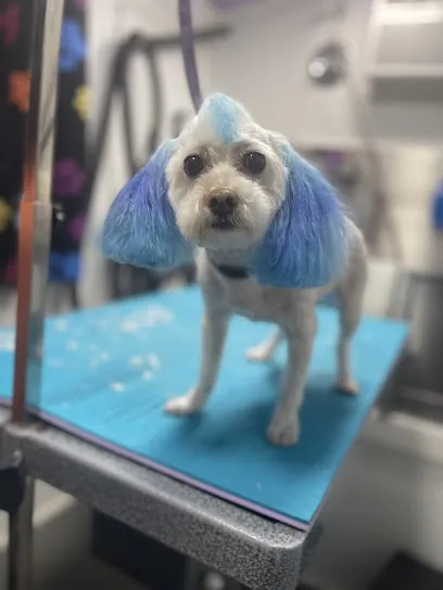 Ali Cats & Dogs Mobile Grooming — photo from their website
