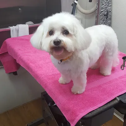 stylin pets mobile dog grooming — photo from their website