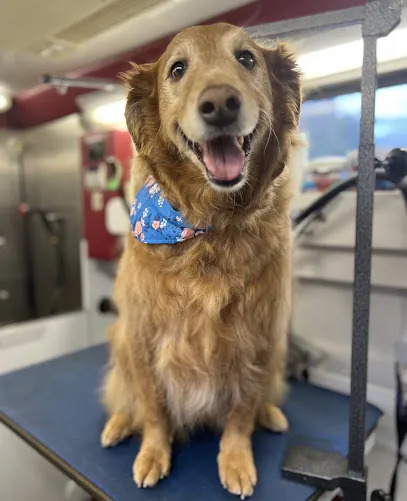 Rub a Dub Dog Mobile Pet Wash LLC — photo from their website