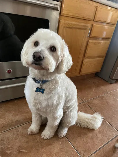 Flawless Dogs Mobile Salon — photo from their website