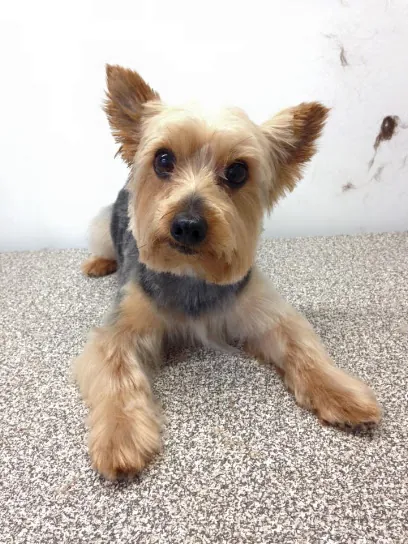 Dog In Suds Mobile Dog Grooming — photo from their website