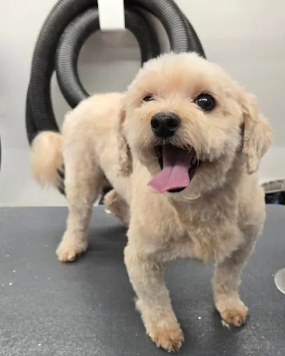 Classy Canines Mobile Grooming — photo from their website