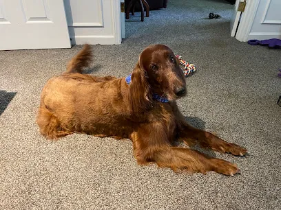 Fearless Pet Spa (Mobile Pet Grooming) — photo from their website