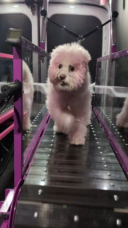 Lil Cutie Mobile Dog Gym — photo from their website