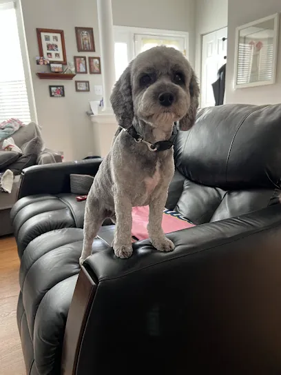 Royal Paws Mobile Spa — photo from their website